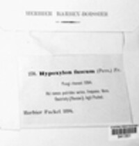 Hypoxylon fuscum image